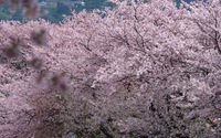 ファイル 2291-1.jpg