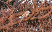 ファイル 2944-3.jpg