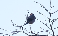 ファイル 3630-3.jpg